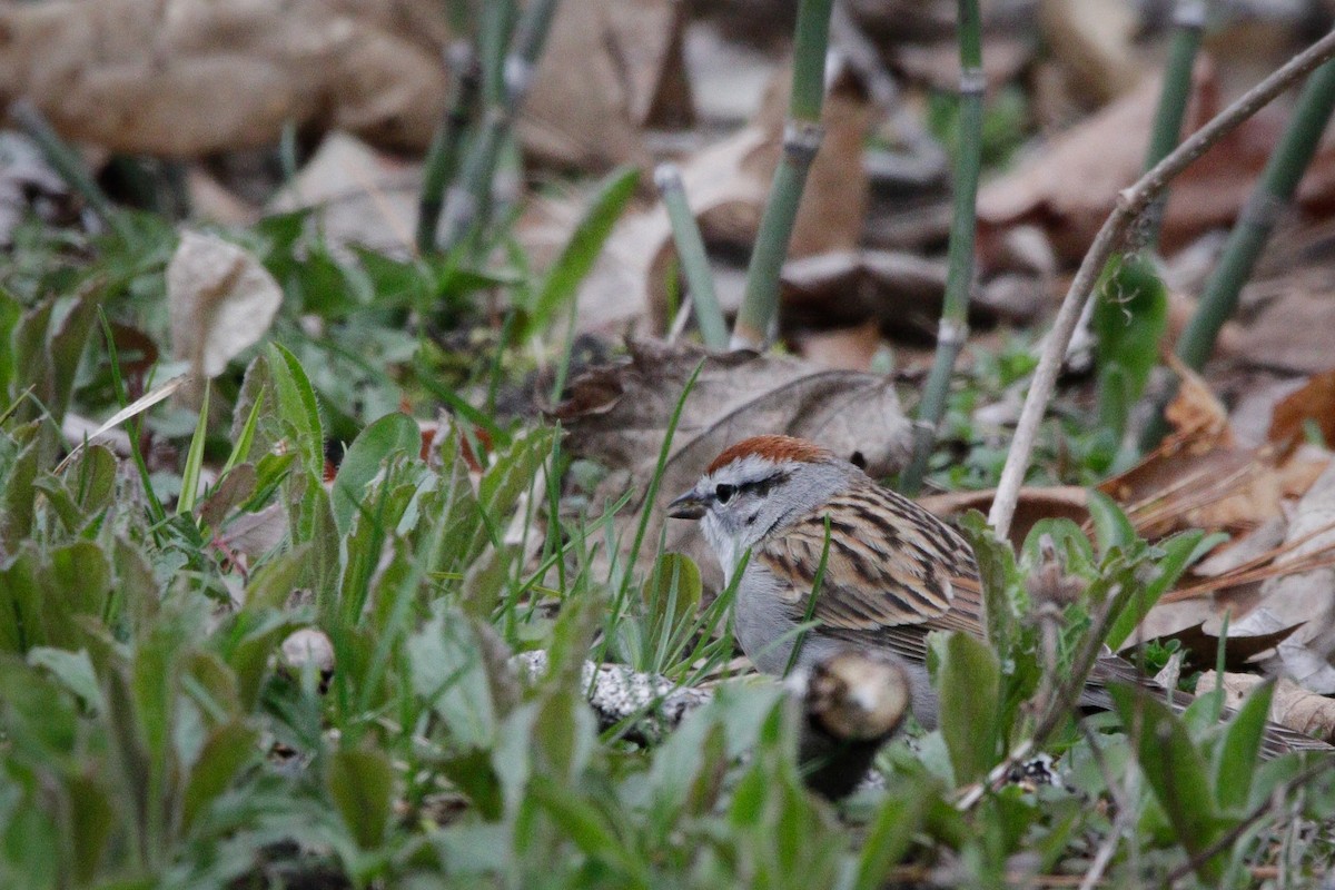 Chipping Sparrow - Catherine Holland