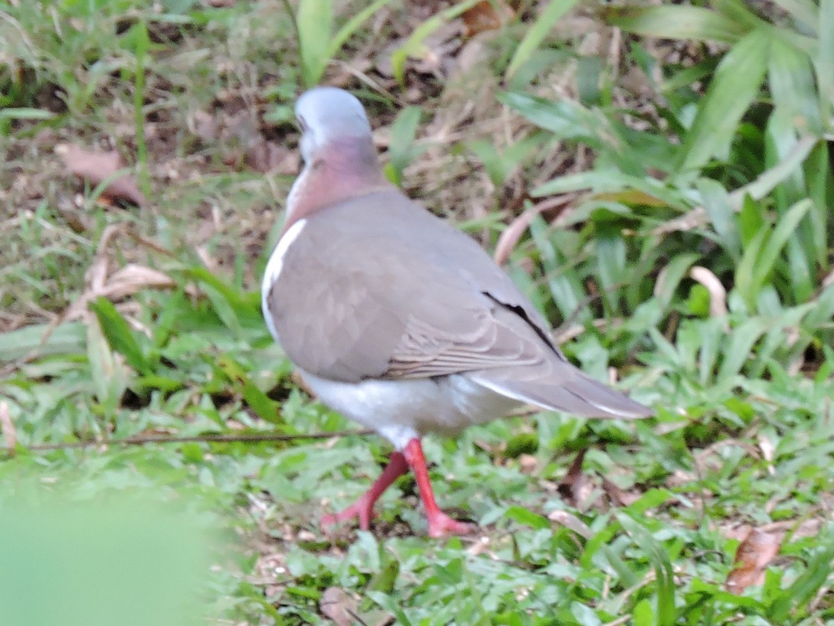 Ямайская голубка - ML617681268