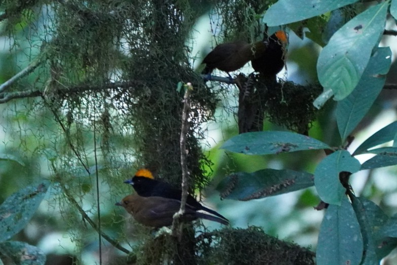 Tawny-crested Tanager - ML617681317