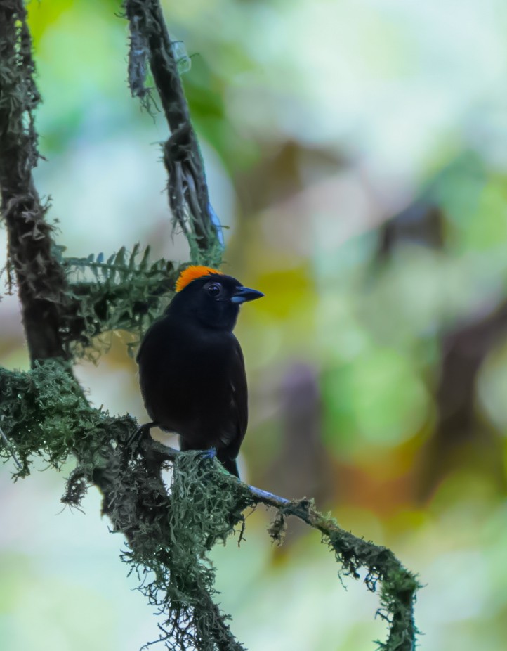 Tawny-crested Tanager - ML617681318
