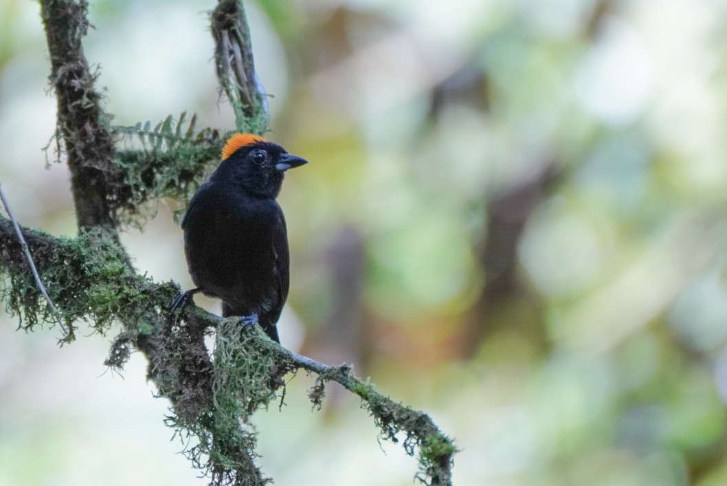 Tawny-crested Tanager - ML617681320