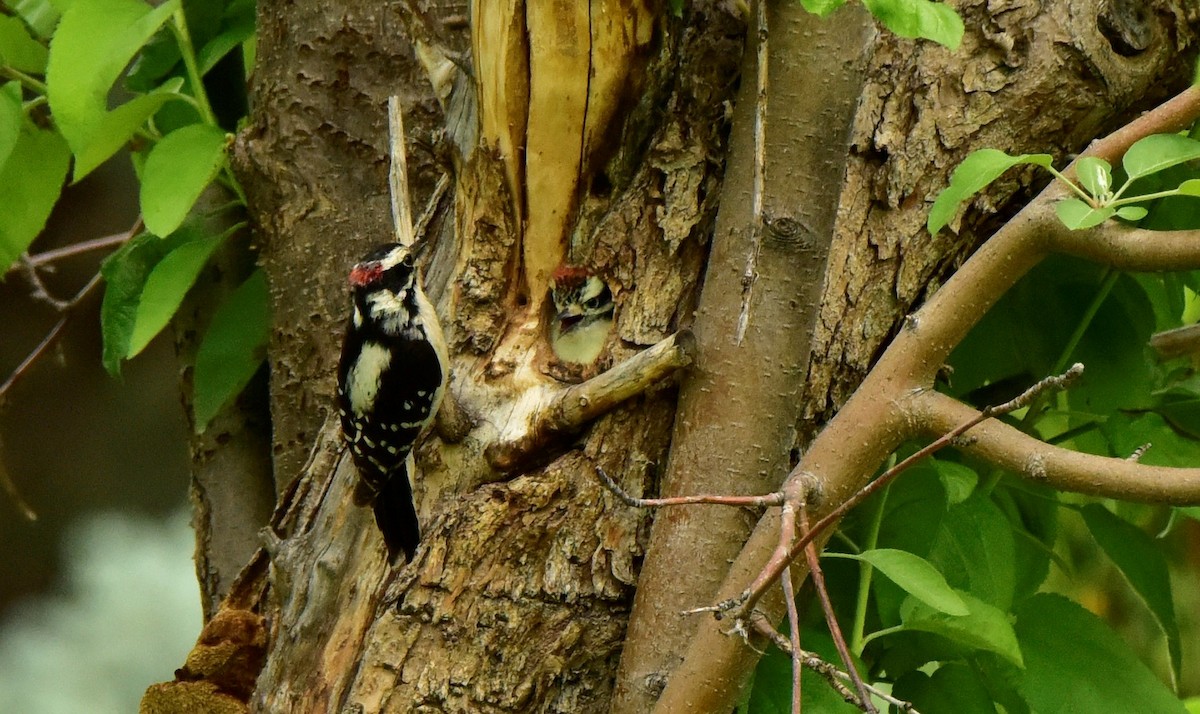 Downy Woodpecker - ML617681482