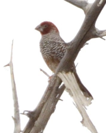 Red-headed Finch - Bill Hopping