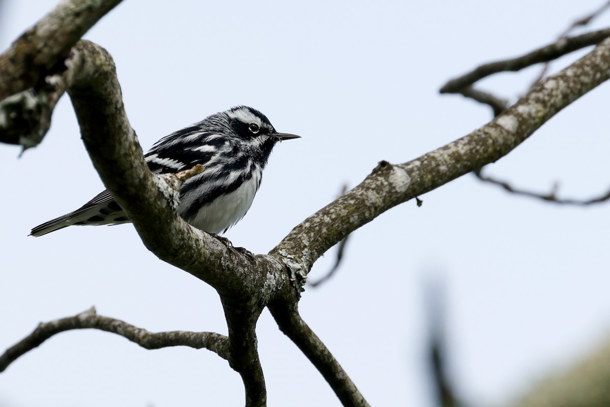 Black-and-white Warbler - ML617681524