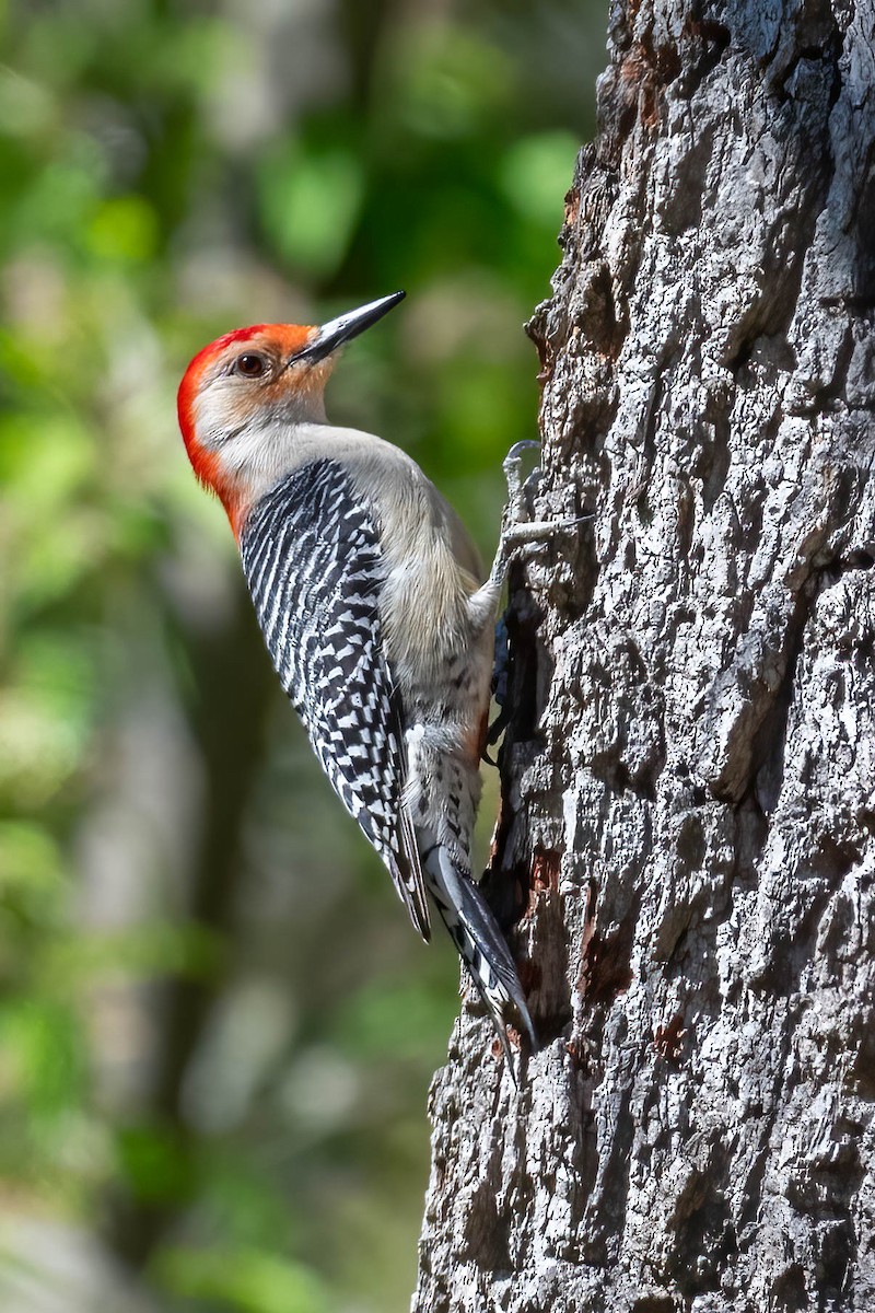 Red-bellied Woodpecker - ML617681547