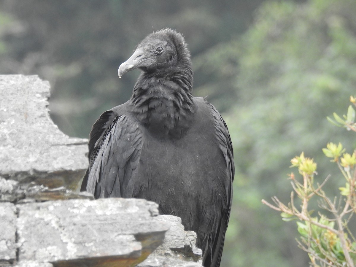 Black Vulture - ML617681575