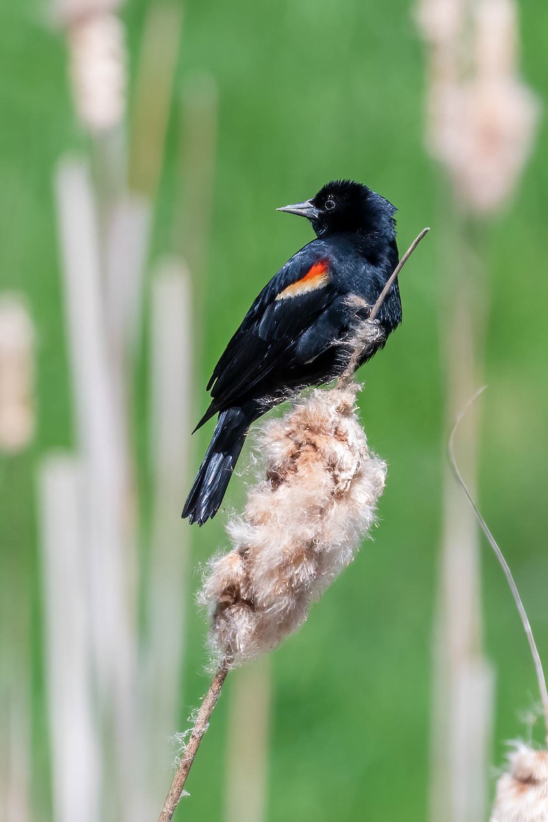 Red-winged Blackbird - Kayann Cassidy