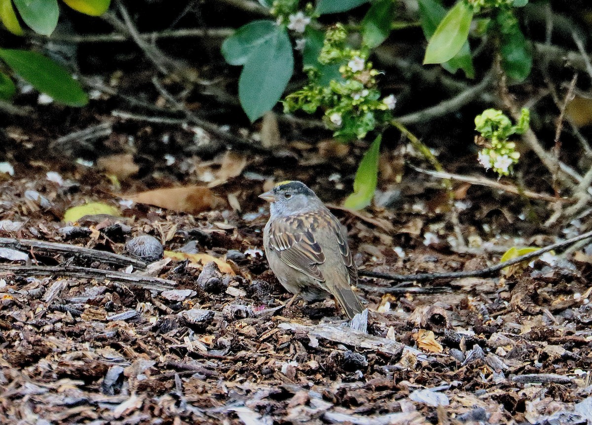 Golden-crowned Sparrow - Allen Bond
