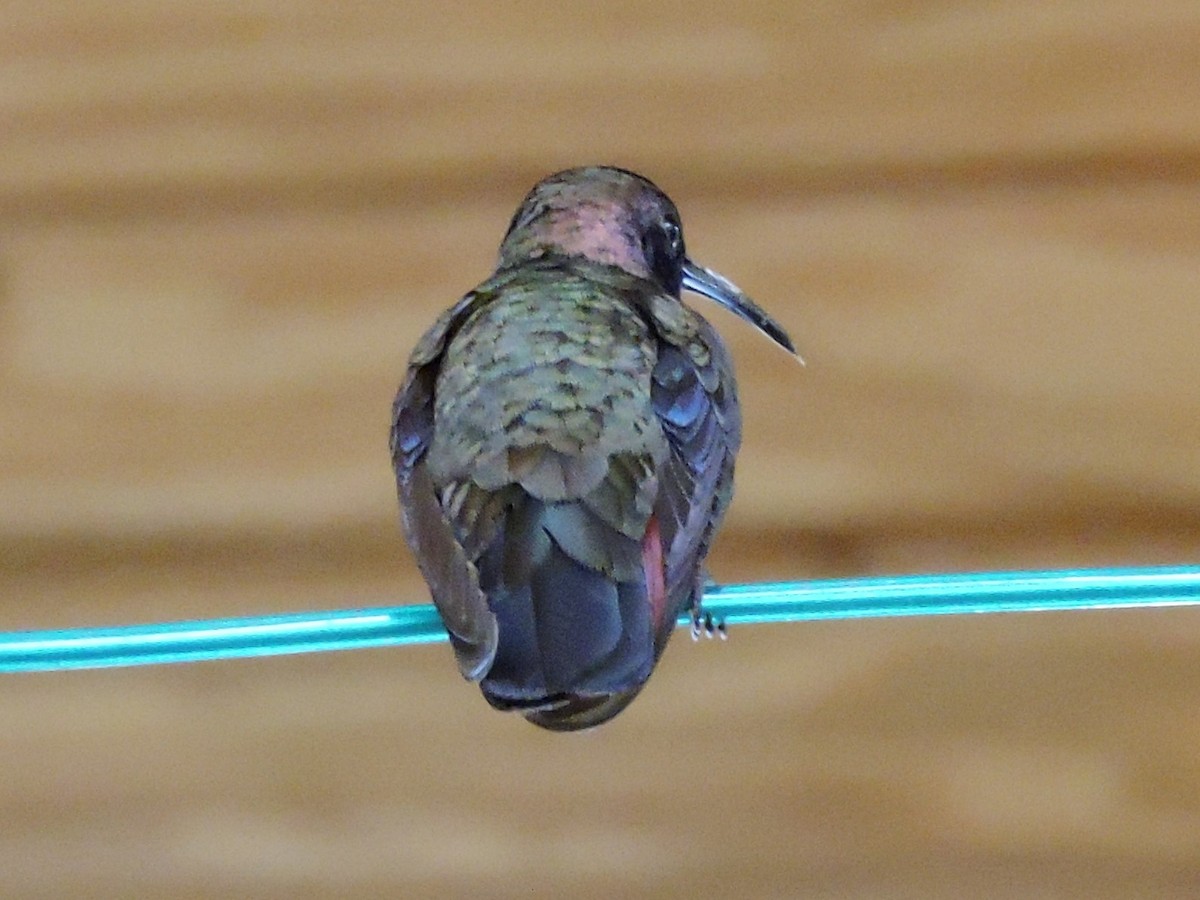 kolibřík jamajský - ML617681649