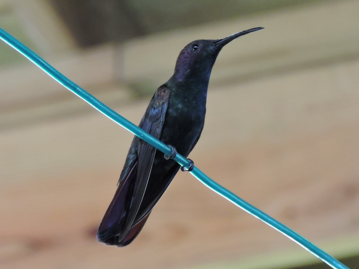 kolibřík jamajský - ML617681650