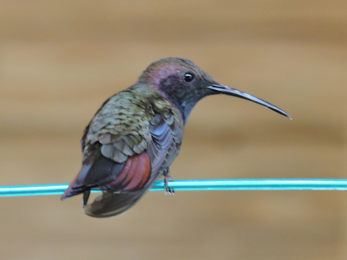 kolibřík jamajský - ML617681651