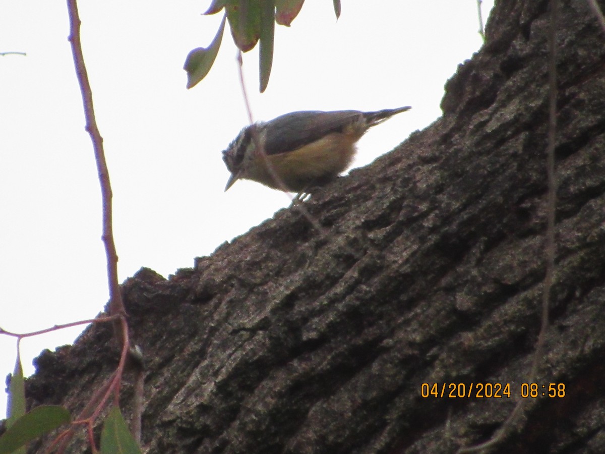 Red-breasted Nuthatch - ML617681653