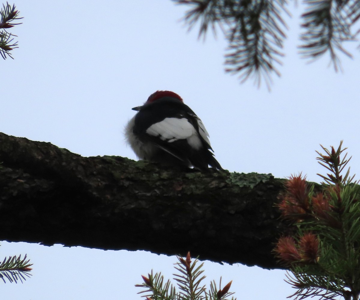 Red-headed Woodpecker - ML617681657