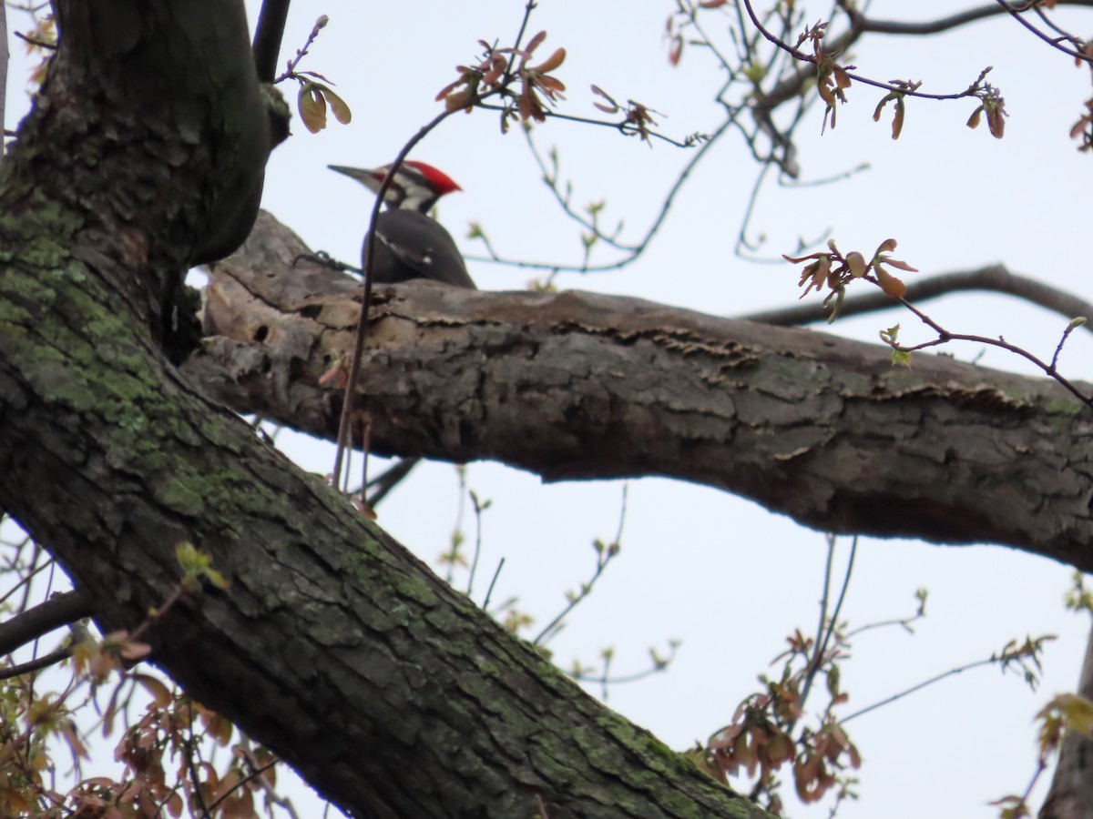 Pileated Woodpecker - Mary Beth Kooper