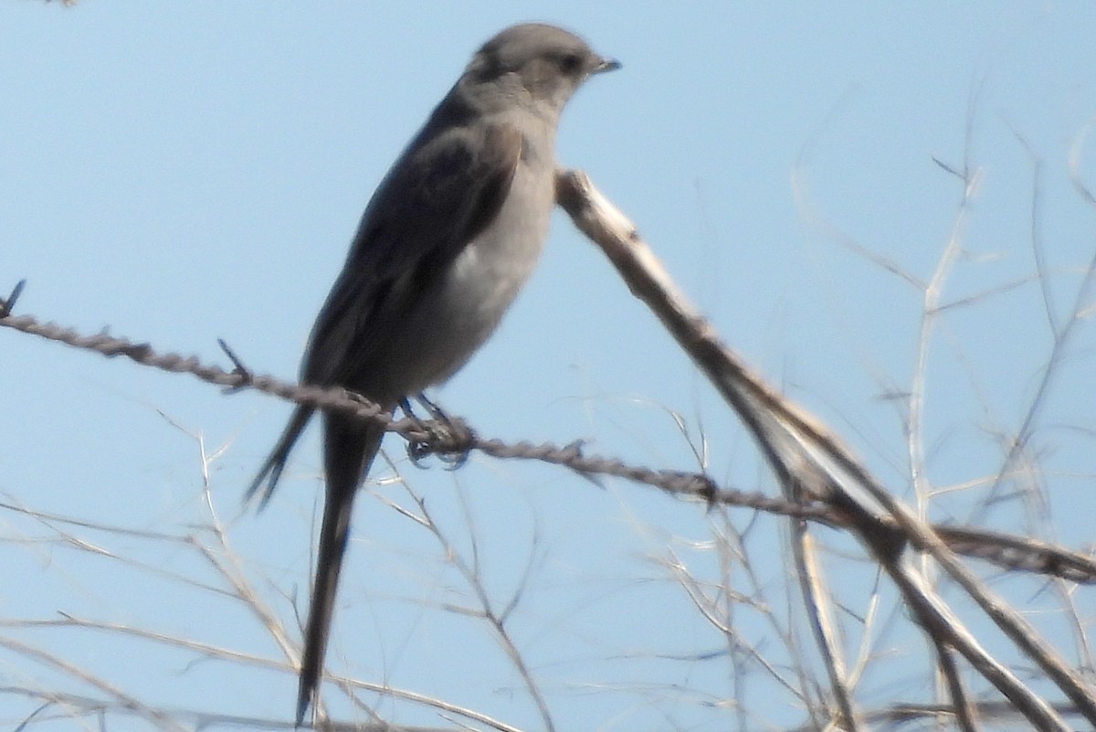 Townsend's Solitaire - ML617681705