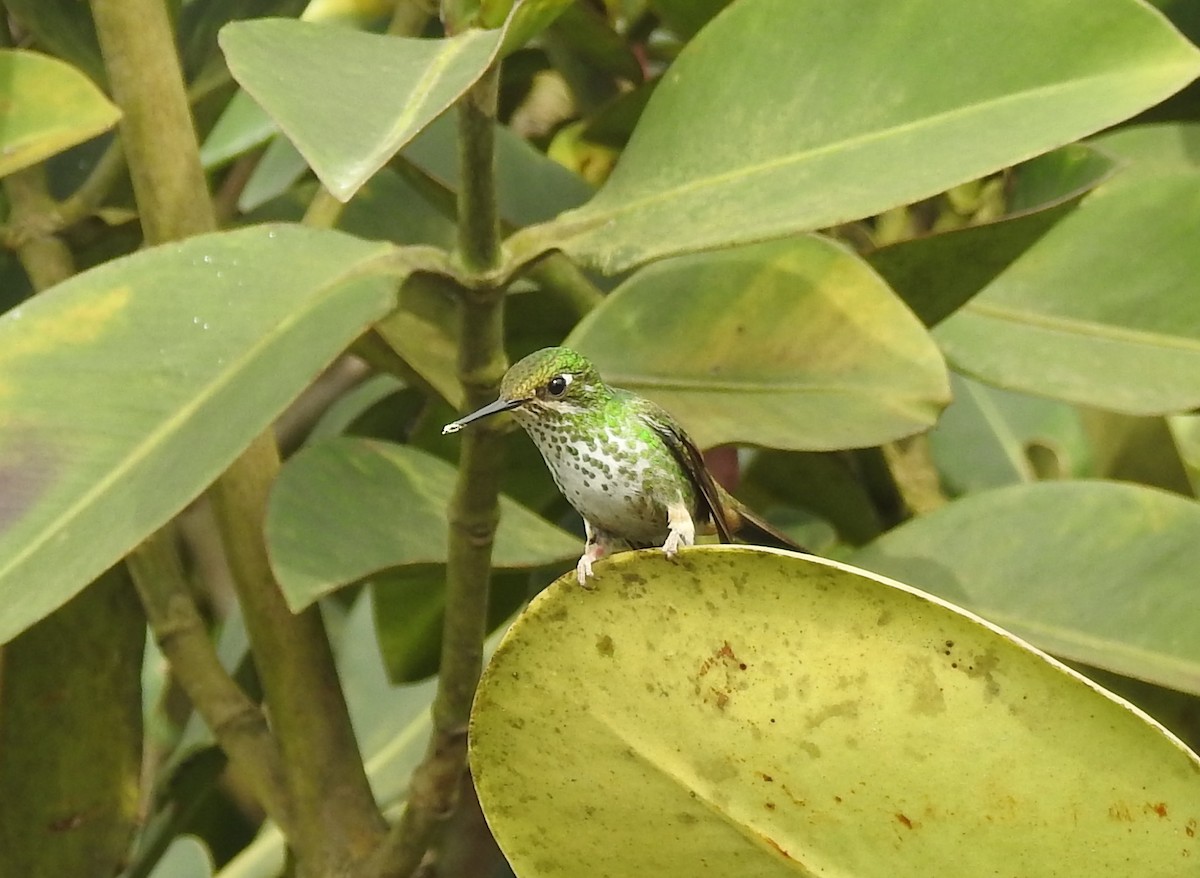 kolibřík subtropický - ML617681731