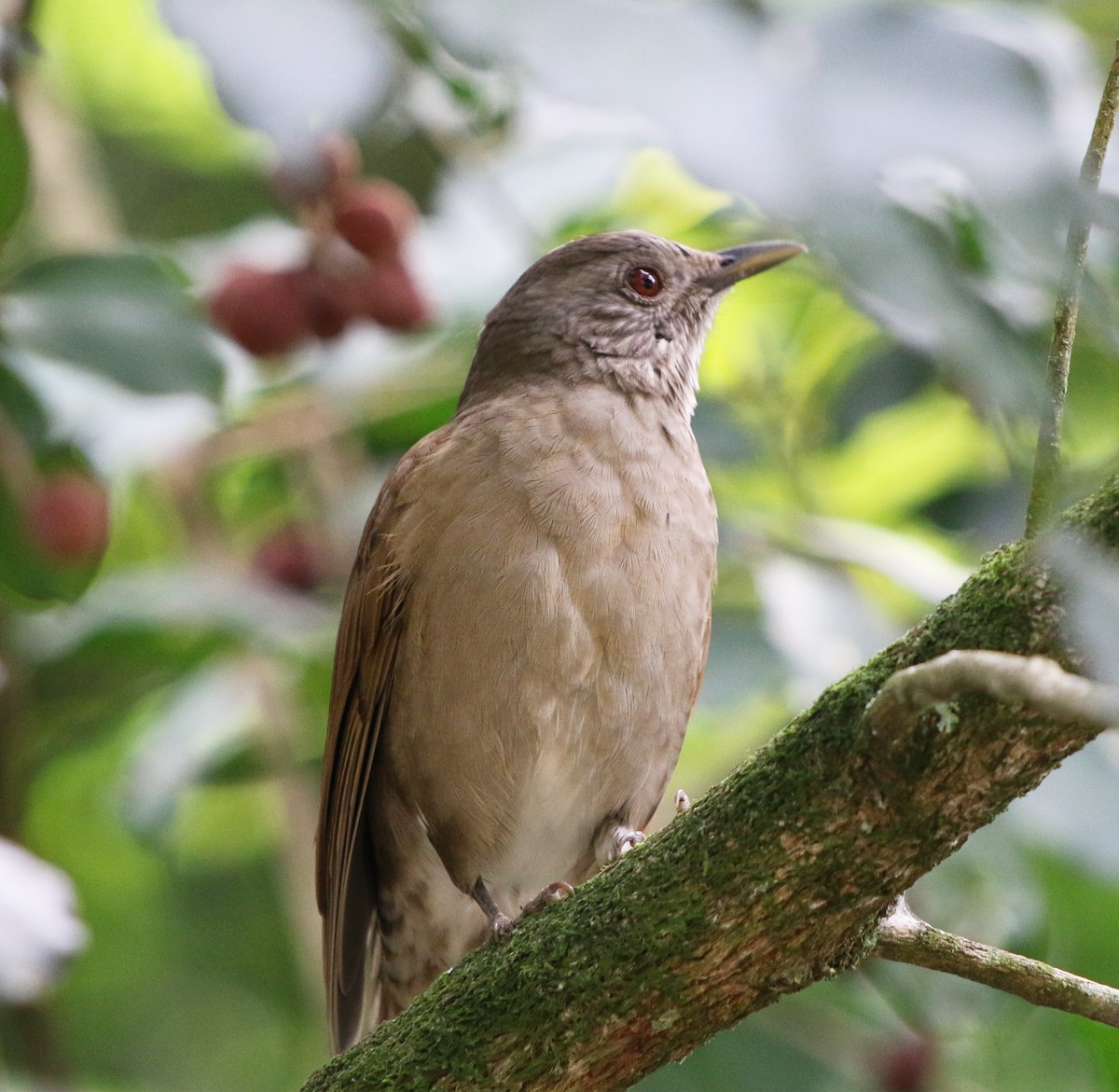 Pale-breasted Thrush - ML617681746