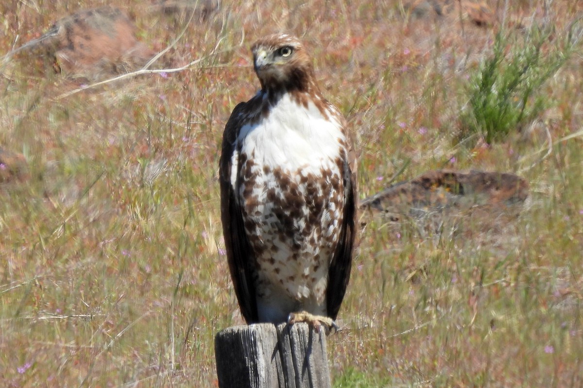 Red-tailed Hawk - Diana LaSarge and Aaron Skirvin