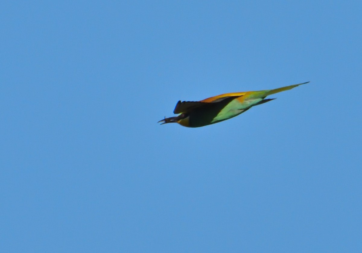 European Bee-eater - ML617681768