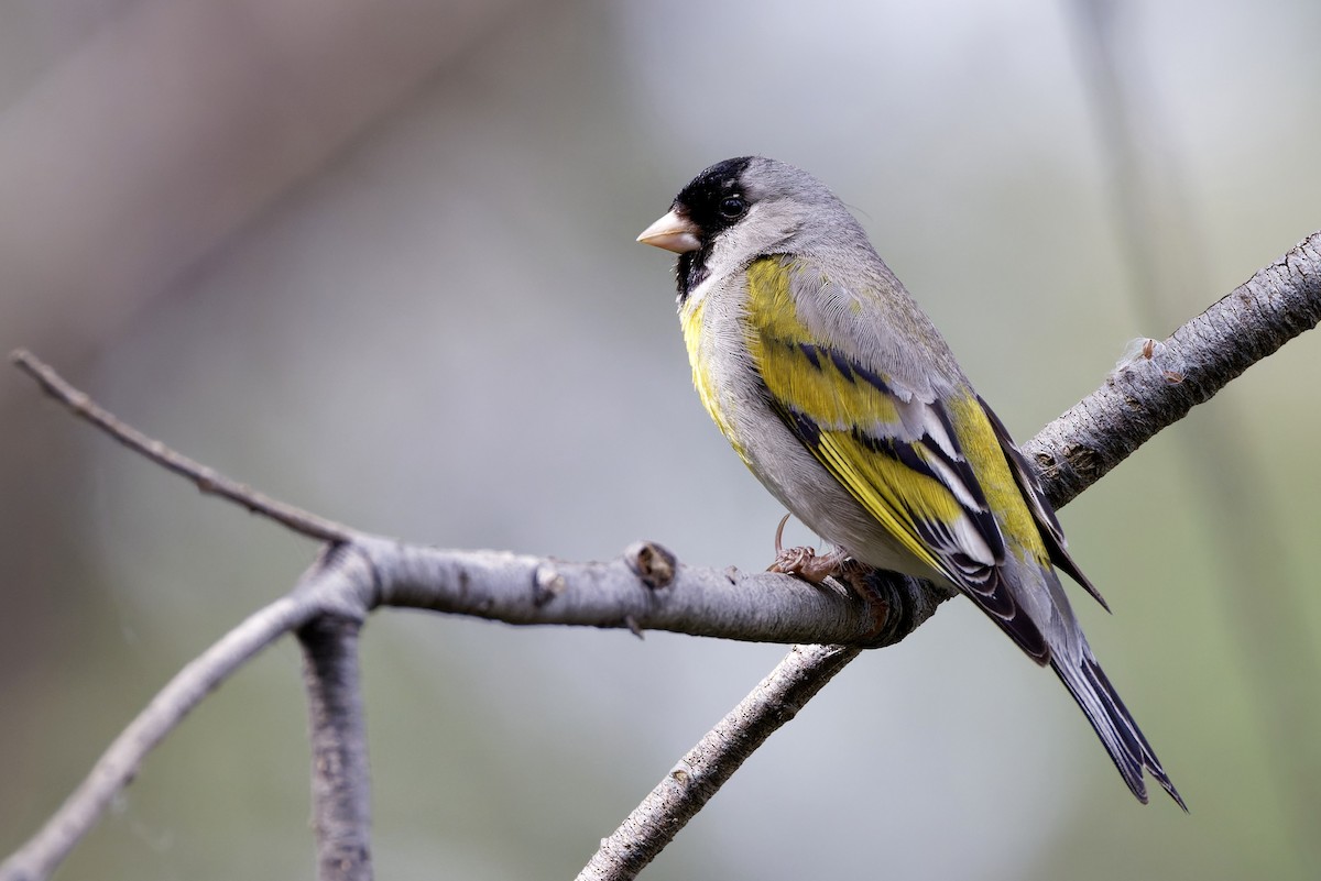 Lawrence's Goldfinch - ML617681777