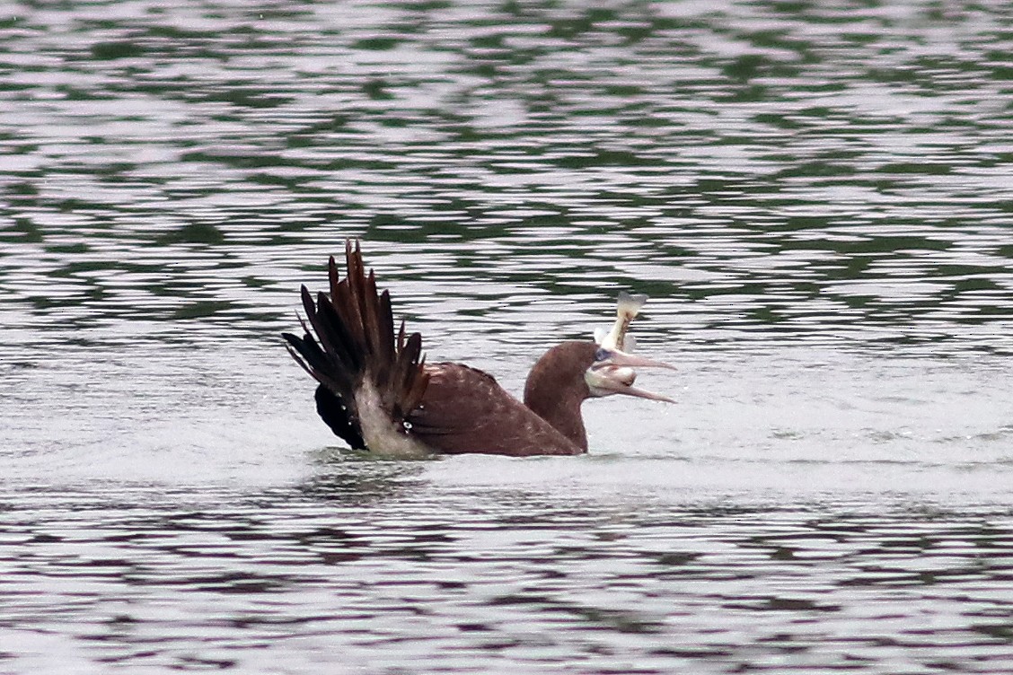 eBird Checklist 20 Apr 2024 KerrvilleFlat Rock Lake (HOTW077