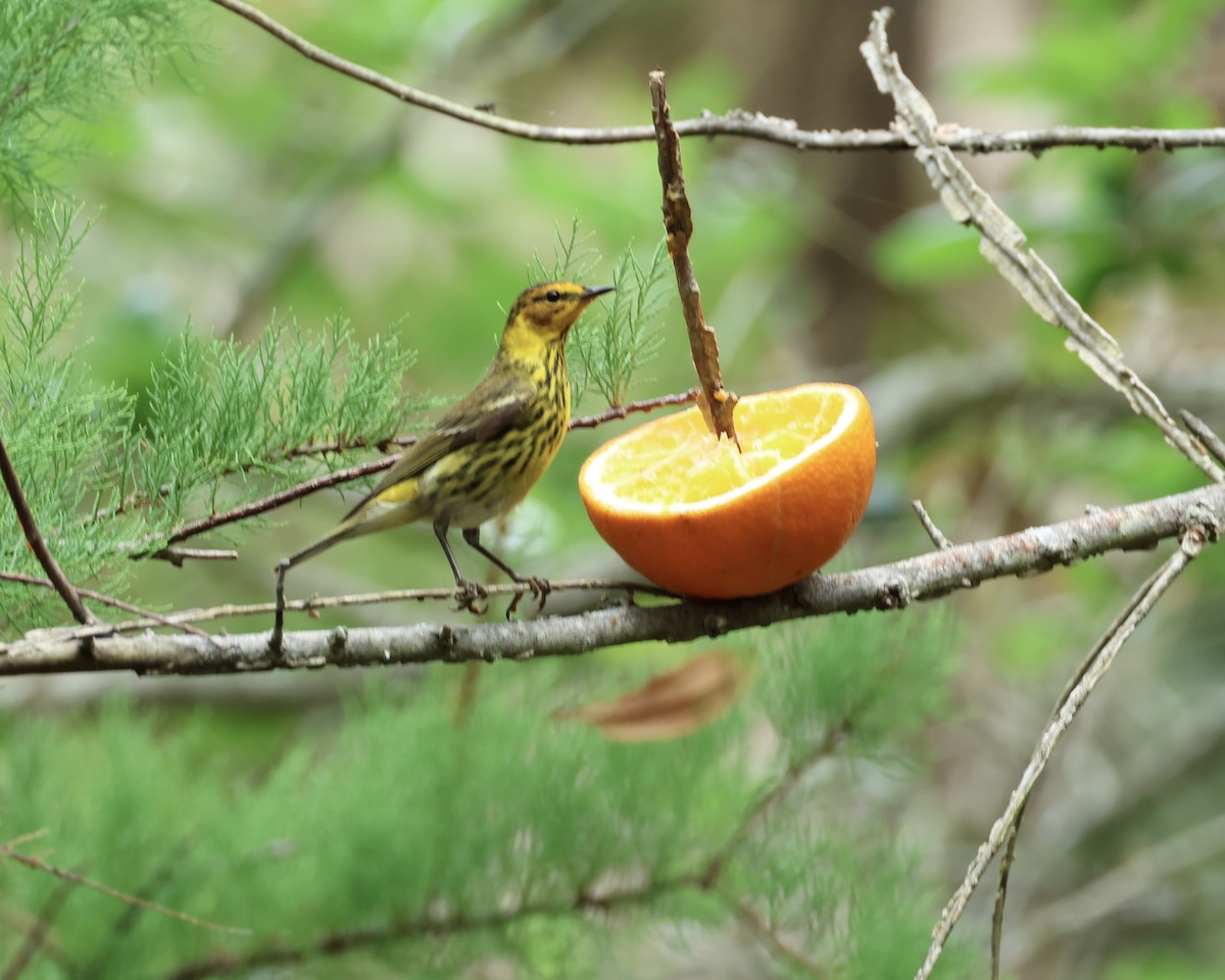 Cape May Warbler - ML617681939