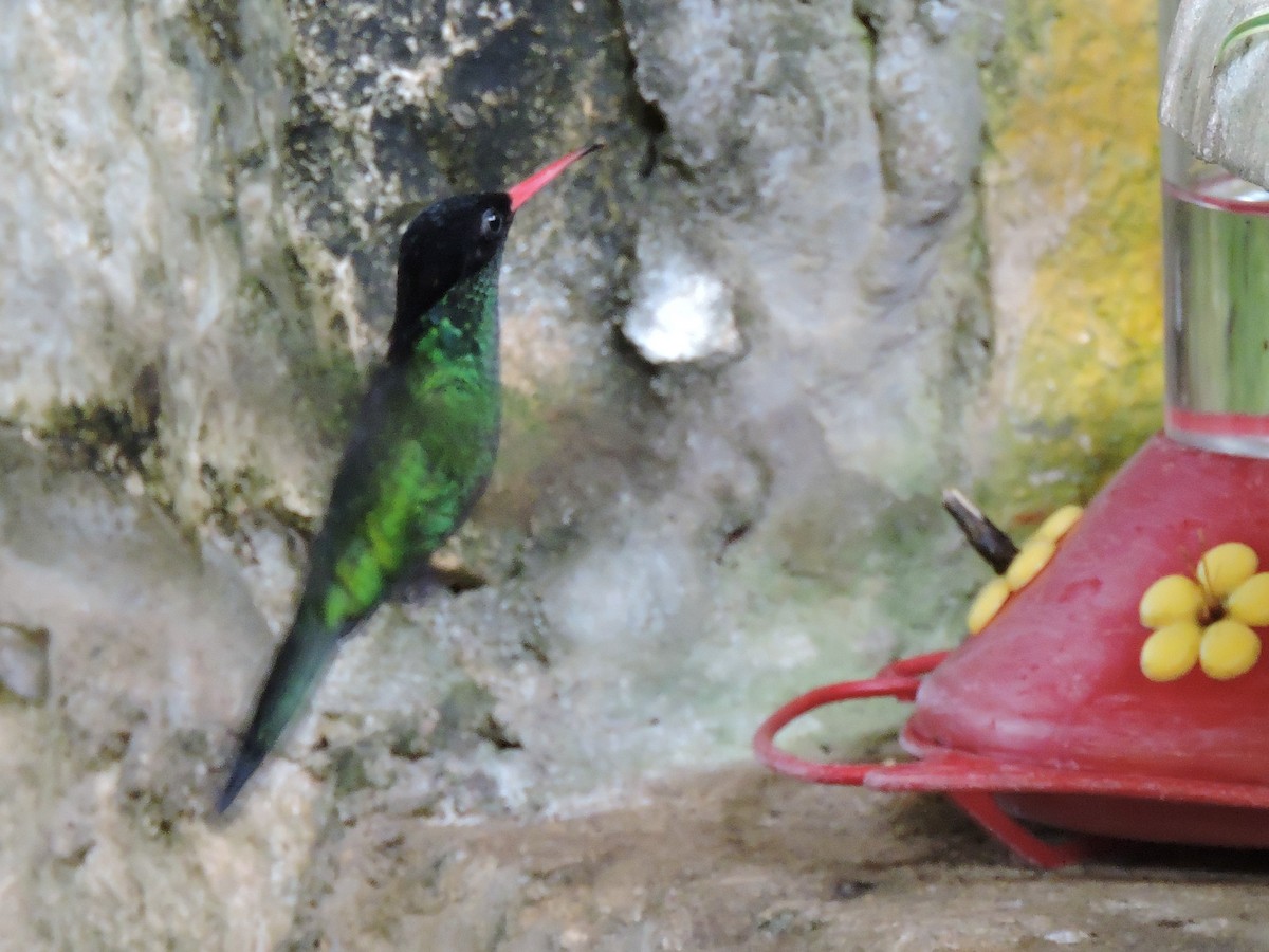 kolibřík červenozobý - ML617681967
