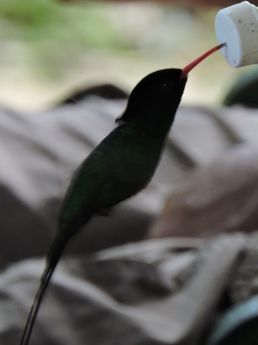 kolibřík červenozobý - ML617681969
