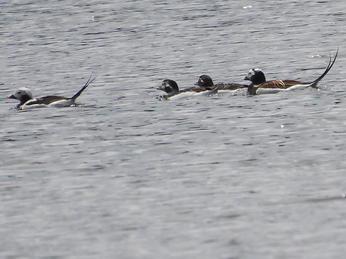 Long-tailed Duck - ML617682008