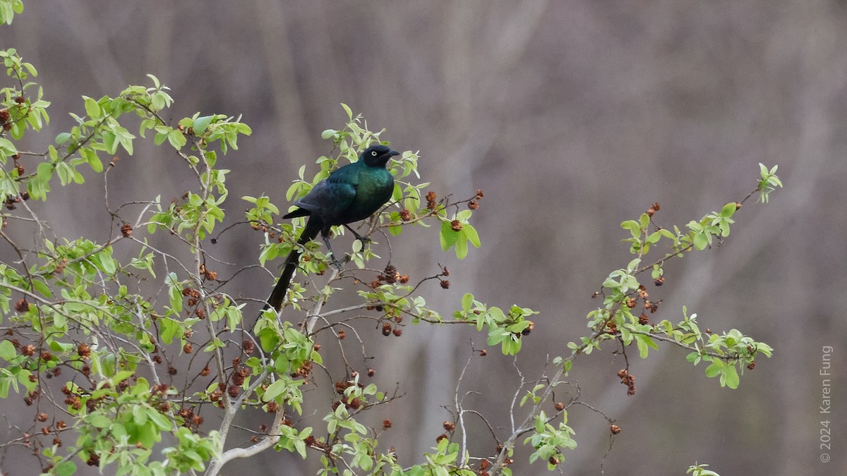 Long-tailed Glossy Starling - ML617682012