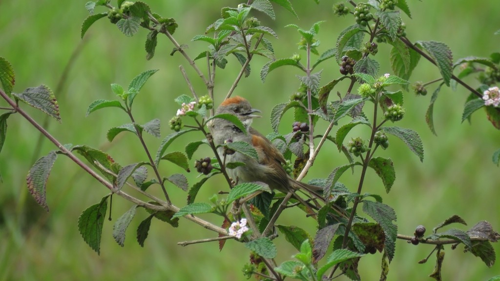 Pale-breasted Spinetail - Rogers "Caribbean Naturalist" Morales