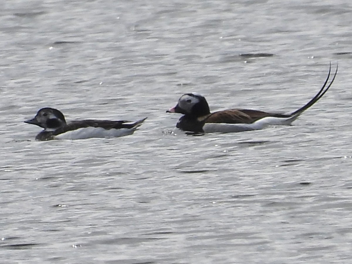 Long-tailed Duck - ML617682042