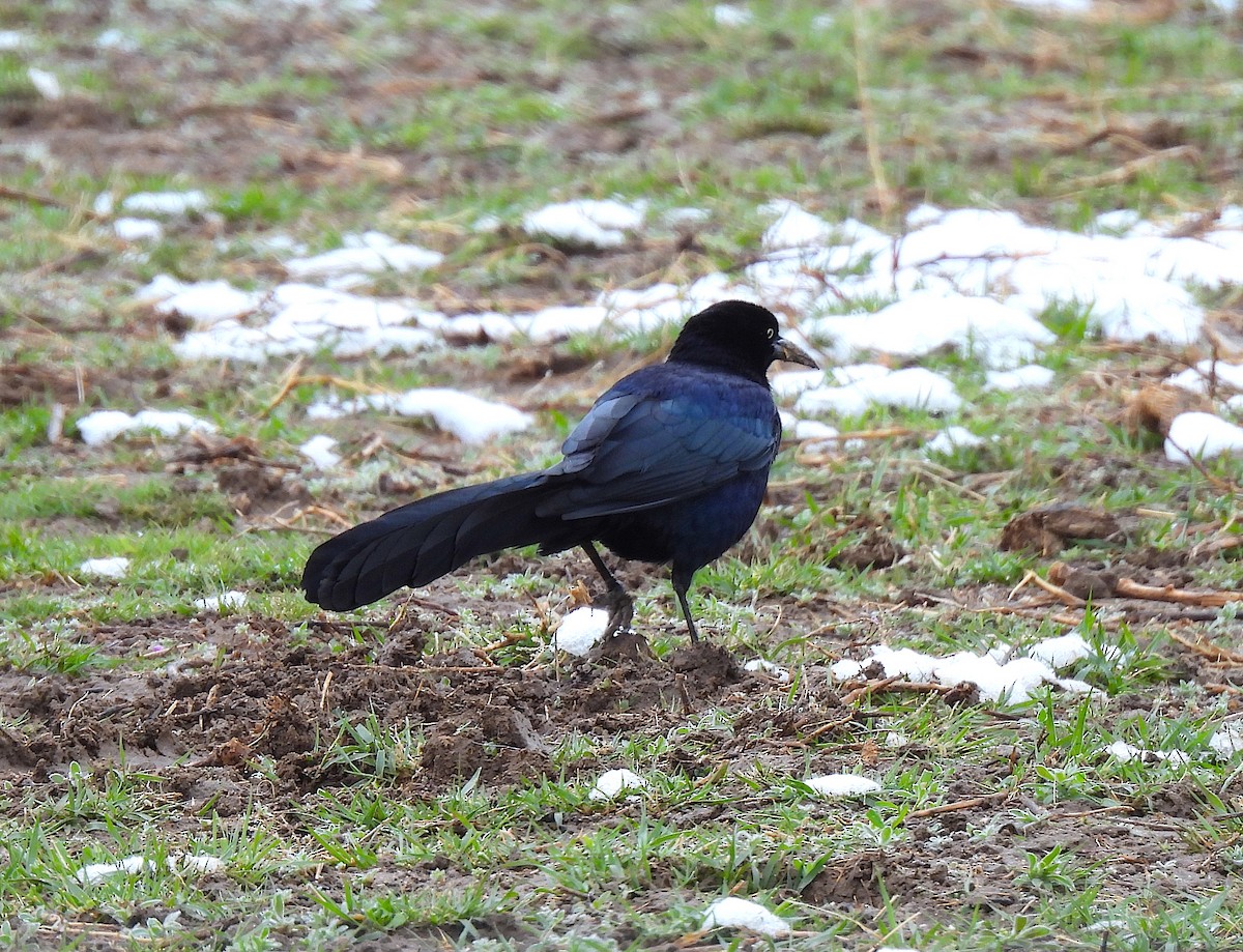 Great-tailed Grackle - ML617682066