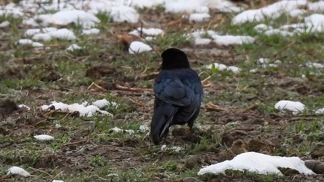 Great-tailed Grackle - ML617682080