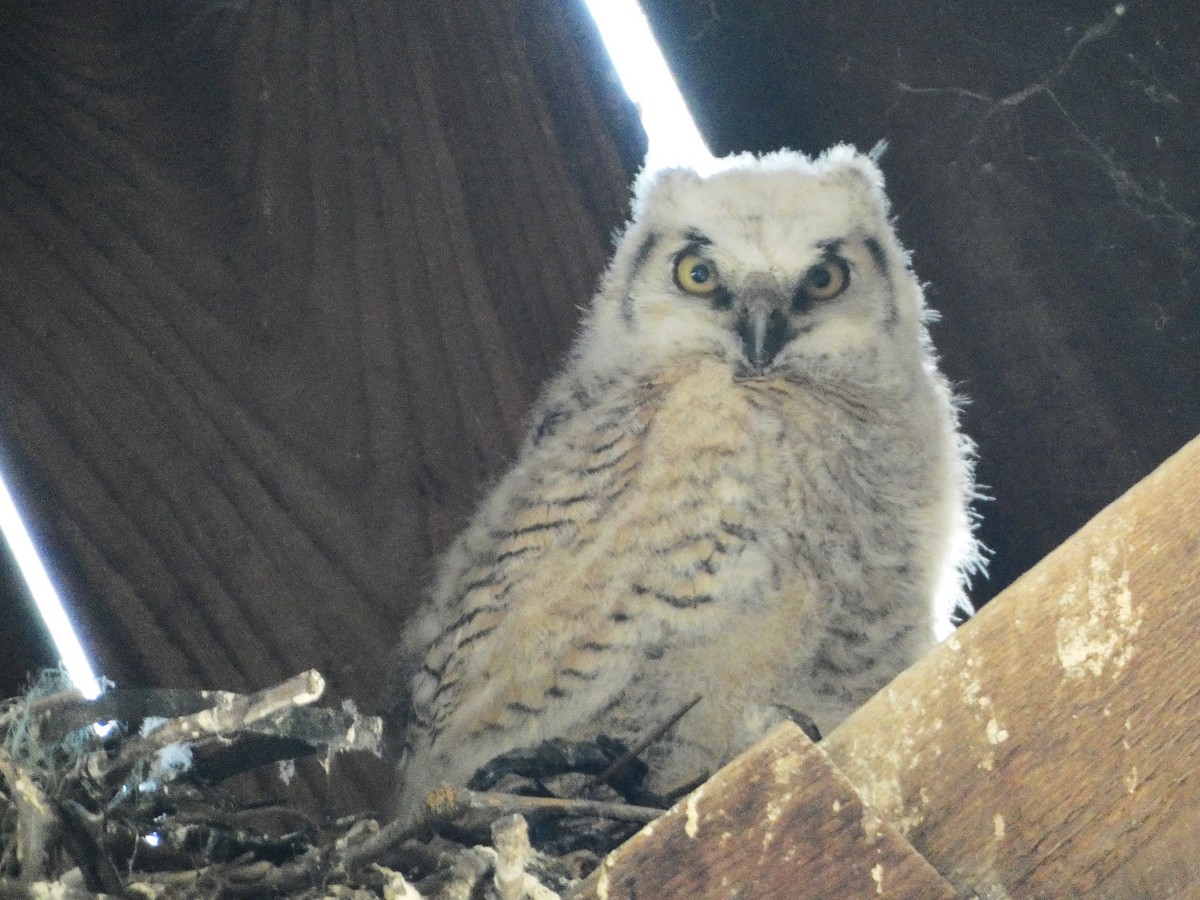 Great Horned Owl - ML617682122