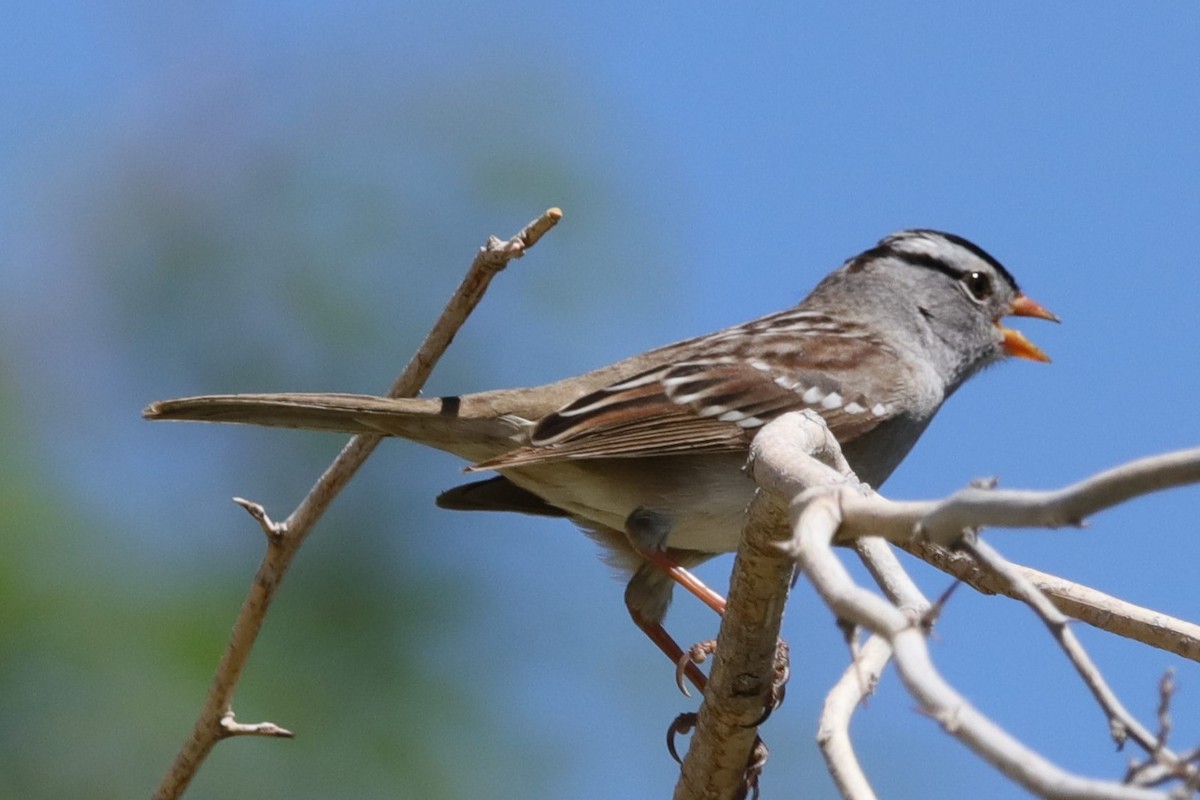 White-crowned Sparrow - Jan Karpowicz