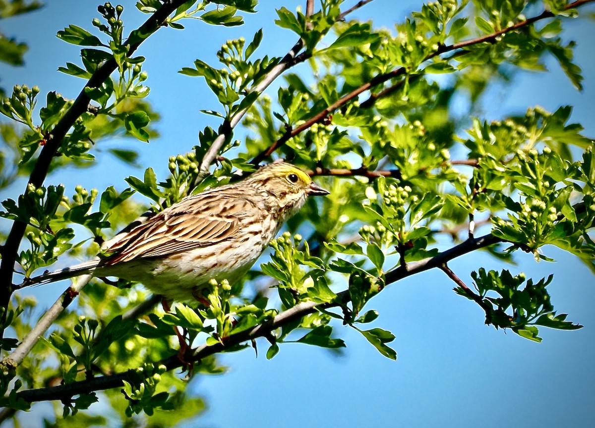 Savannah Sparrow - ML617682268