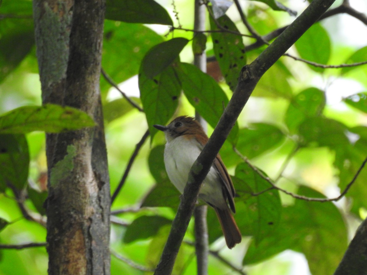 Chestnut-tailed Jungle Flycatcher - ML617682293