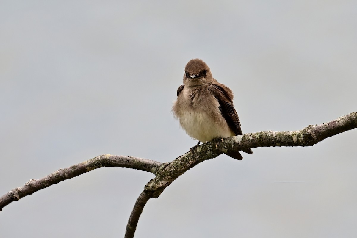 Northern Rough-winged Swallow - ML617682431
