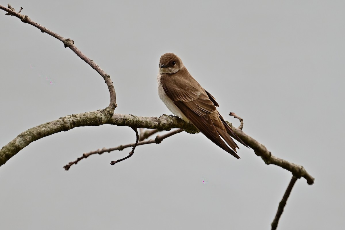 Northern Rough-winged Swallow - ML617682432