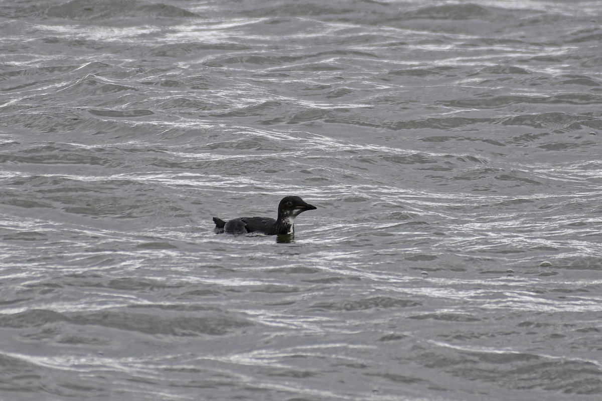 Thick-billed Murre - George Roussey