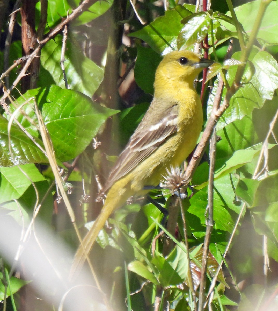 Orchard Oriole - ML617682564