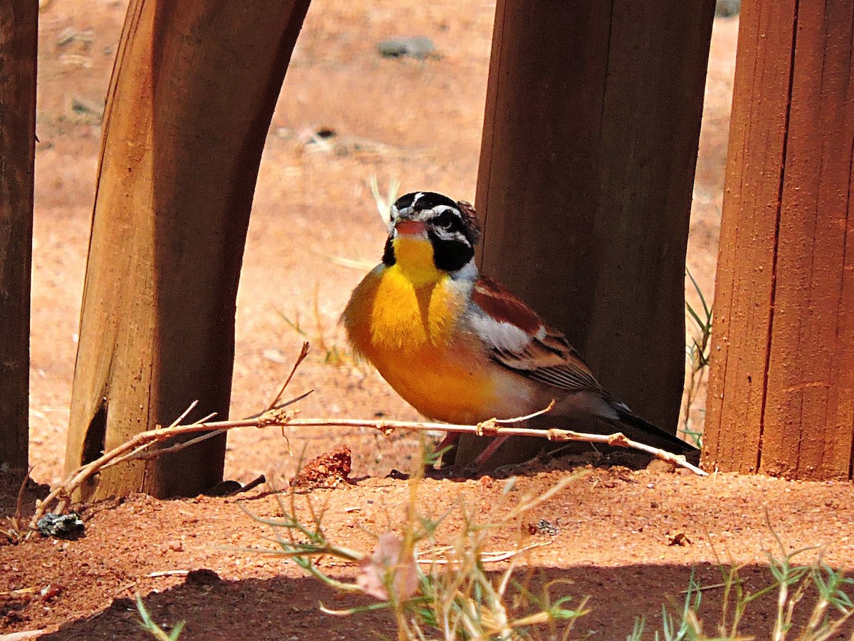 Golden-breasted Bunting - Andrew Cauldwell