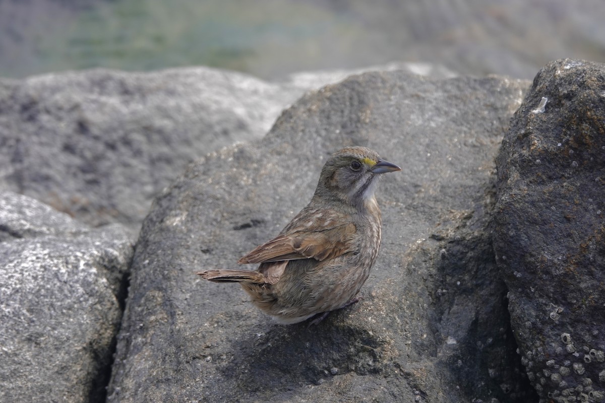 Seaside Sparrow - June McDaniels