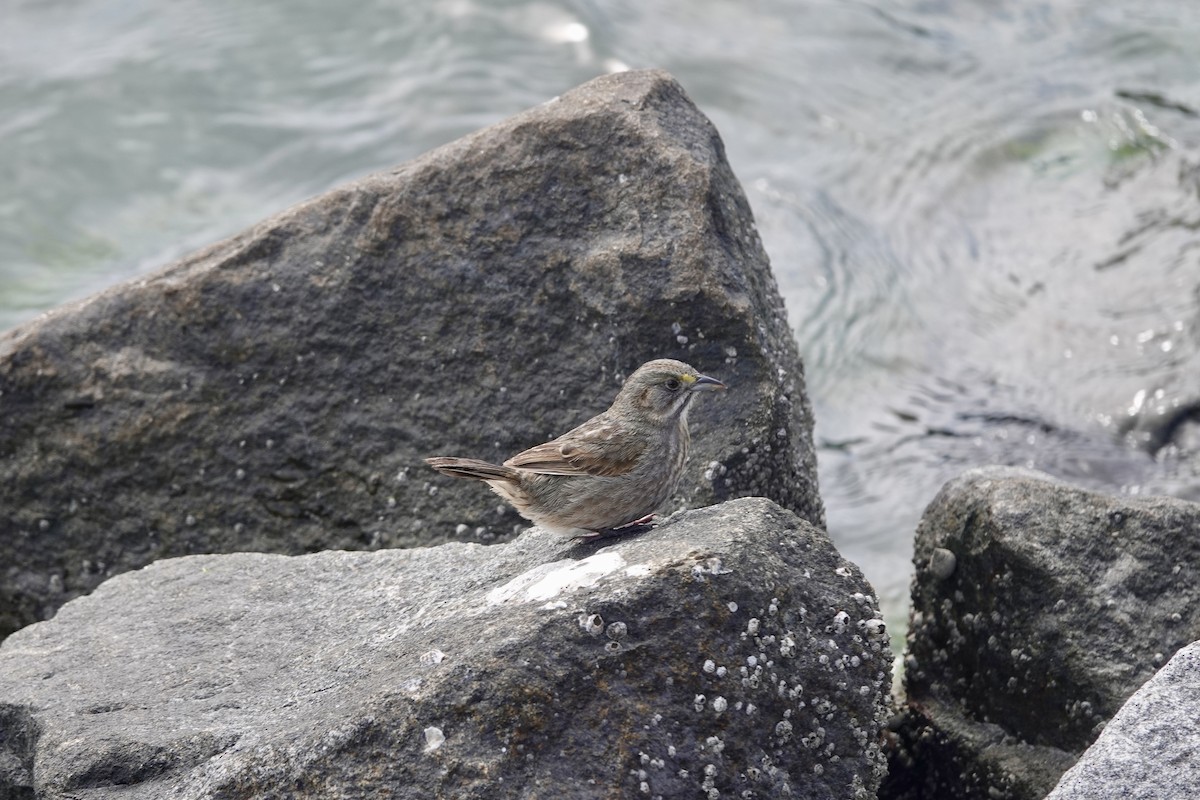 Seaside Sparrow - ML617682676