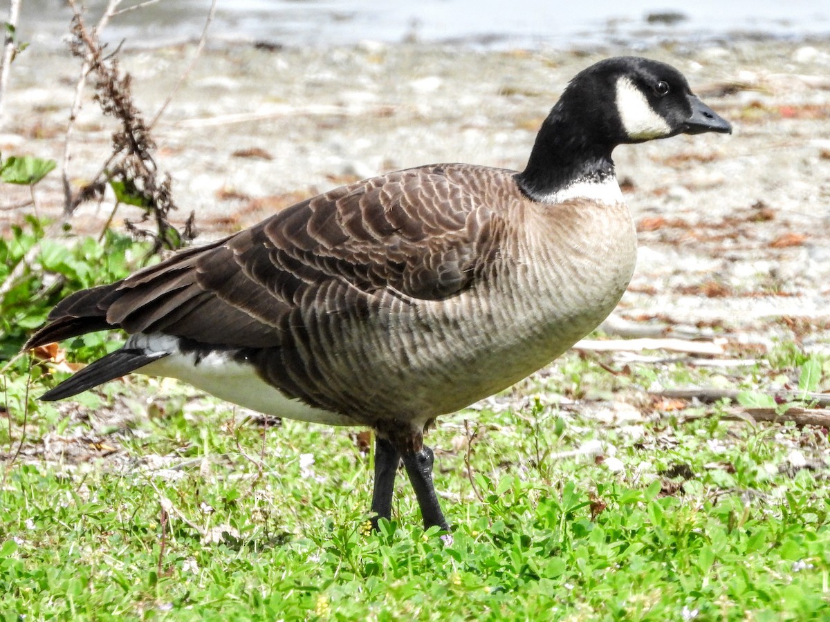 Cackling Goose (Aleutian) - ML617682739