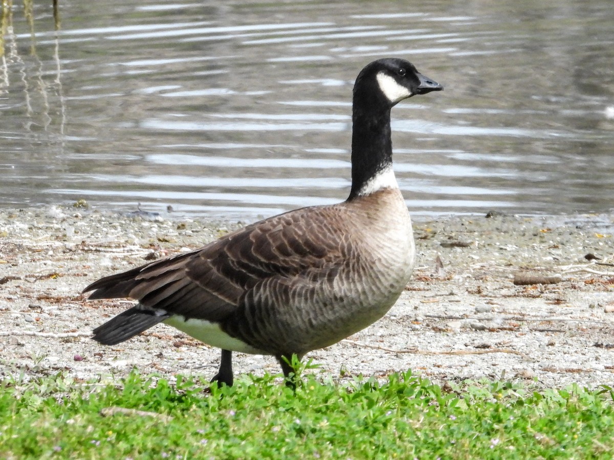Cackling Goose (Aleutian) - ML617682740