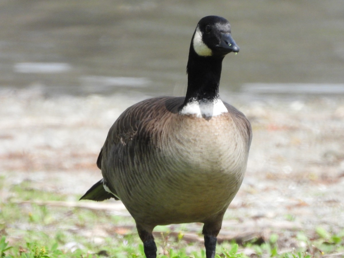 Cackling Goose (Aleutian) - ML617682741