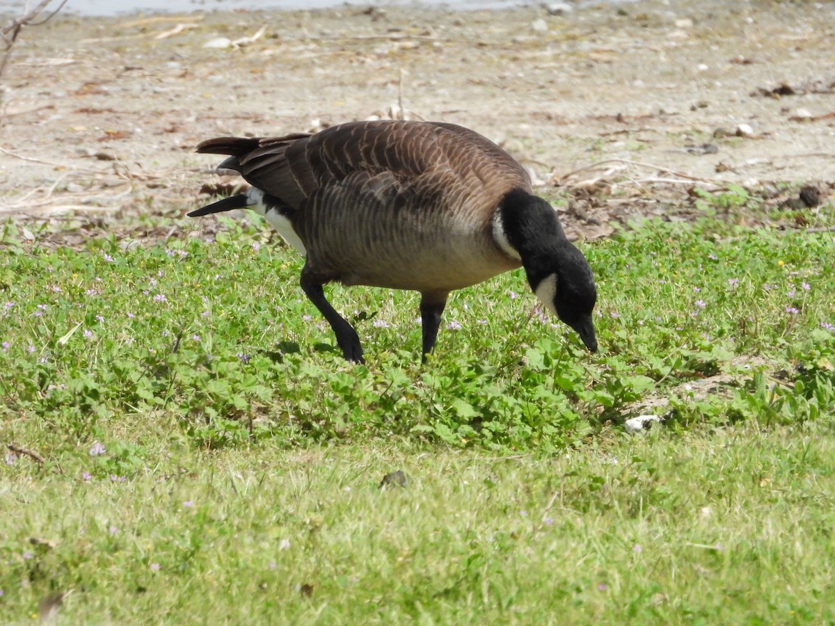 Cackling Goose (Aleutian) - ML617682743