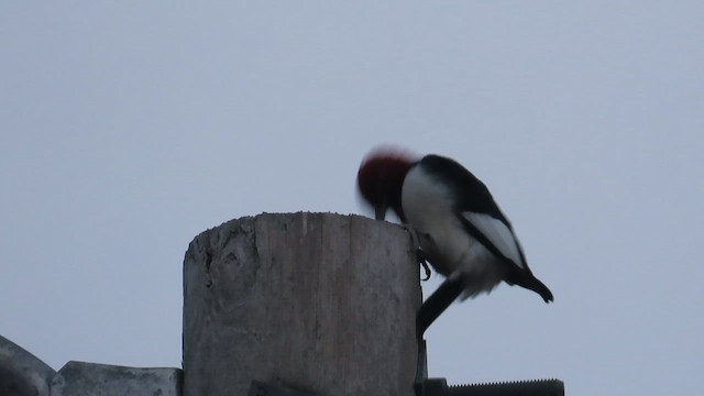 Red-headed Woodpecker - ML617682756
